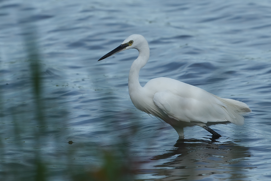 Greta garzetta Little Egret Kleine Zilverreiger